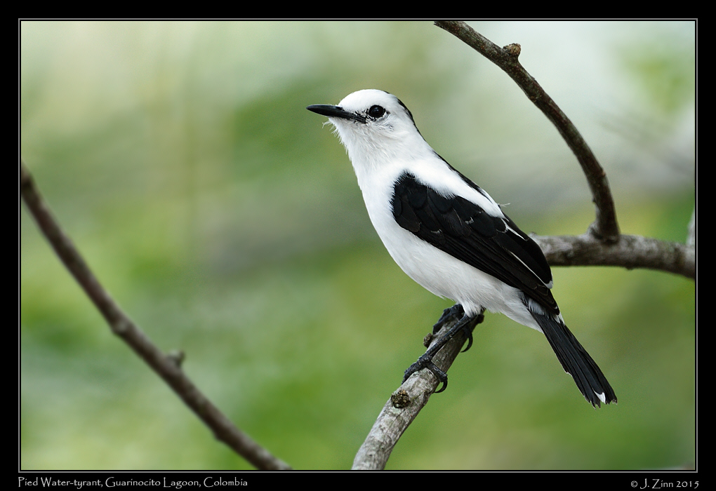 pied_water_tyrant_1206a[1]